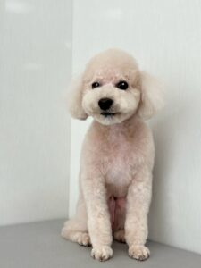 ポチローくんのトリミング写真