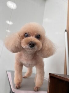 マリンちゃんのトリミング写真