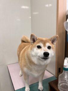 マロンちゃんのトリミング写真