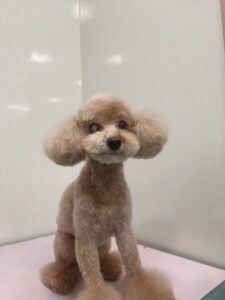 みるくちゃんのトリミング写真