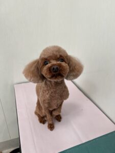 メイちゃんのトリミング写真
