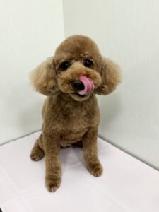 もこくんのトリミング写真