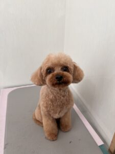 モコちゃんのトリミング写真