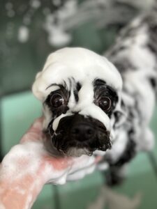 モナちゃんのトリミング写真