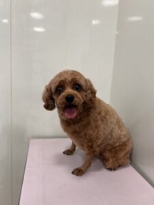 ももちゃんのトリミング写真