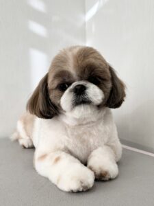 ゆずちゃんのトリミング写真