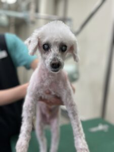 リランくんのトリミング写真