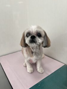 レミーちゃんのトリミング写真