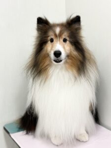 ロンくんのトリミング写真