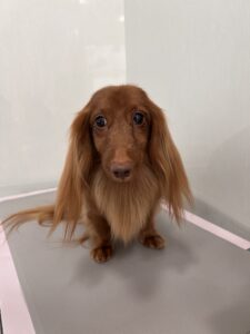 和ノ助(わのすけ)くんのトリミング写真