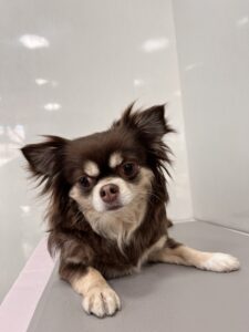 エルマちゃんのトリミング写真