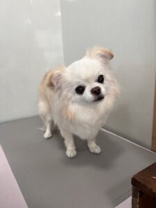 カロンちゃんのトリミング写真