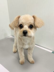 ききちゃんのトリミング写真