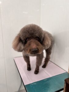 クロくんのトリミング写真