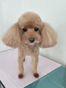 ココちゃんのトリミング写真
