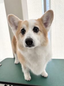 ココアちゃんのトリミング写真