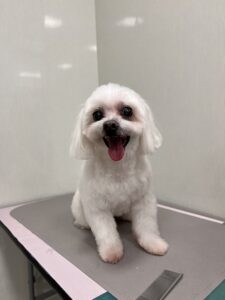 シュガーくんのトリミング写真