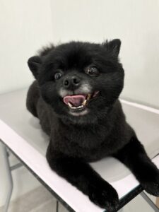 ジッポくんのトリミング写真