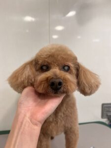 チェリーちゃんのトリミング写真