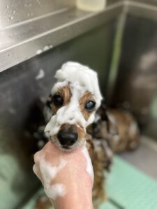 チョコくんのトリミング写真
