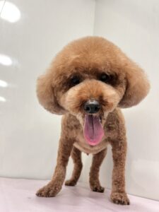 チョコくんのトリミング写真