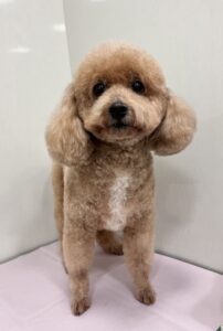 チョロくんのトリミング写真