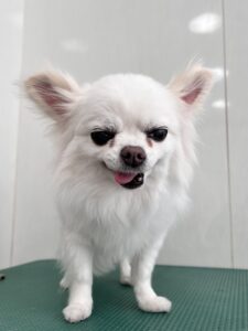 ナナちゃんのトリミング写真