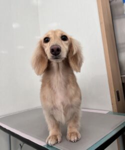 ニコちゃんのトリミング写真