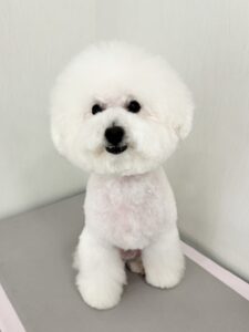 ハッピーくんのトリミング写真