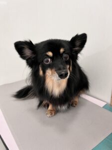 ハルちゃんのトリミング写真