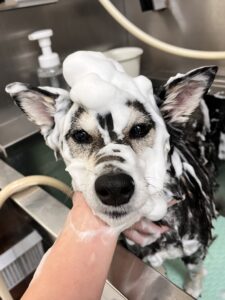 プーちゃんのトリミング写真