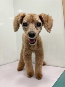 ベルちゃんのトリミング写真