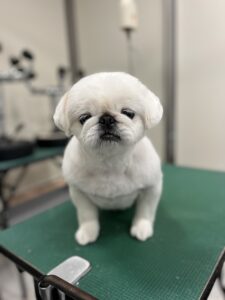 ペコちゃんのトリミング写真