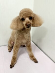 メイプルくんのトリミング写真
