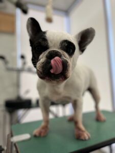 ヨシムネくんのトリミング写真