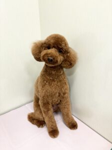 ラテくんのトリミング写真