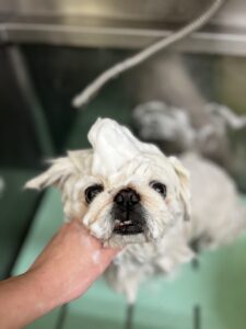 らふぁちゃんのトリミング写真