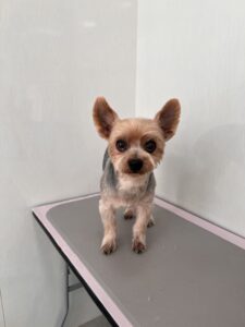 レオくんのトリミング写真