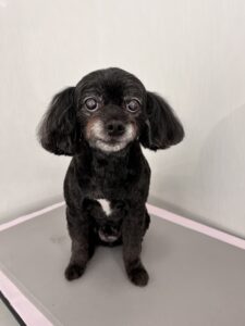レオくんのトリミング写真