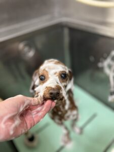 ロビィくんのトリミング写真