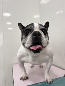 樹音(じゅのん)ちゃんのトリミング写真