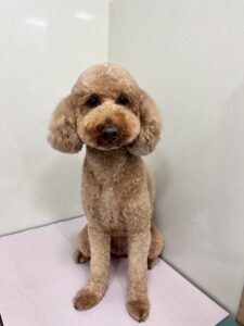 レオンくんのトリミング写真