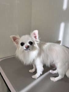 福(ふく)ちゃんのトリミング写真