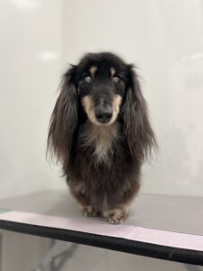 蓮(れん)くんのトリミング写真