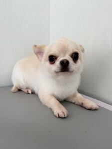 陽(はる)くんのトリミング写真