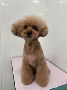 ココアちゃんのトリミング写真