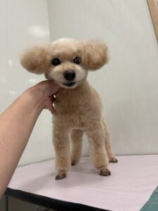 はなちゃんのトリミング写真