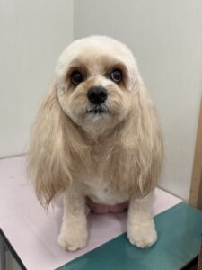 ハニーちゃんのトリミング写真