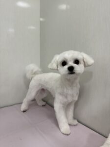 もっちくんのトリミング写真