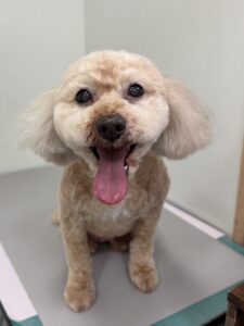 ららちゃんのトリミング写真